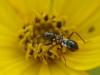 34462 – Photo : Denys Liger – France (27)
