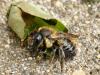 34404 – Photo : Denys Liger – France (27)