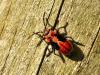 34738 – Photo : Denys Liger – France (27)