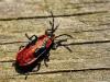 34737 – Photo : Denys Liger – France (27)