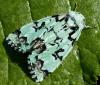 34007 – Photo : Pelouard – France (72)