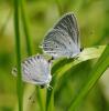 34946 – Photo : FATON Jean-Michel – France (26)