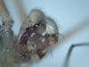 Pholcus phalangioides