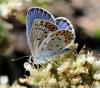 34806 – Photo : FATON Jean-Michel – France (26)