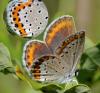 34945 – Photo : FATON Jean-Michel – France (26)