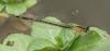 Ischnura elegans