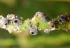 34547 – Photo : jean louis Besson – France (06)