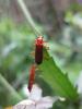 34877 – Photo : Bernadette Cassel – France (69)