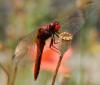 34683 – Photo : FATON Jean-Michel – France (26)