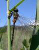 34546 – Photo : SCHLEICHER Jorg – France (26)