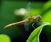 34836 – Photo : FATON Jean-Michel – France (26)