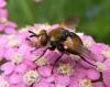 Gymnosoma sp.