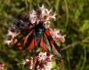 34968 – Photo : Chantal Boddaert – France (74)