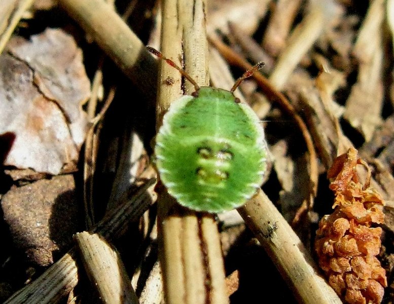 Normand Mlaure - Palomena prasina - réf. 34455 (777 x 600 pixels, 122 ko)