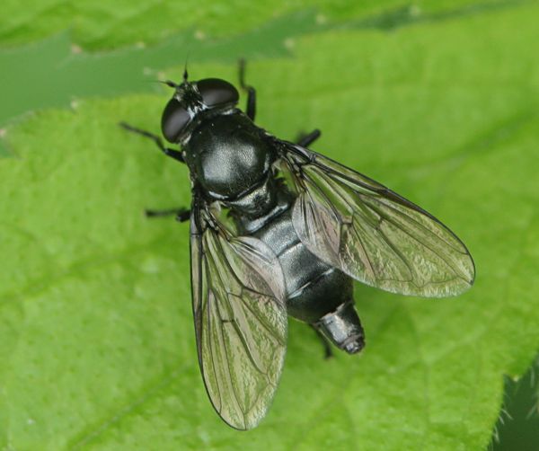 Daniel Radix - Cheilosia sp. - réf. 34719 (600 x 502 pixels, 37 ko)