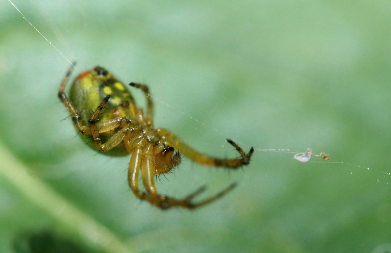 Réf. 34016 — ARACHNIDA > Araneae > Araneidae > Araniella alpica www