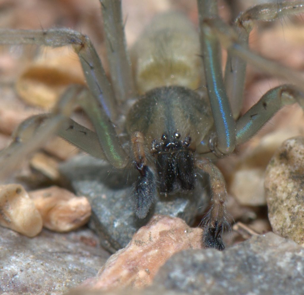 Réf. 34517 — ARACHNIDA > Araneae > Cheiracanthiidae > Cheiracanthium