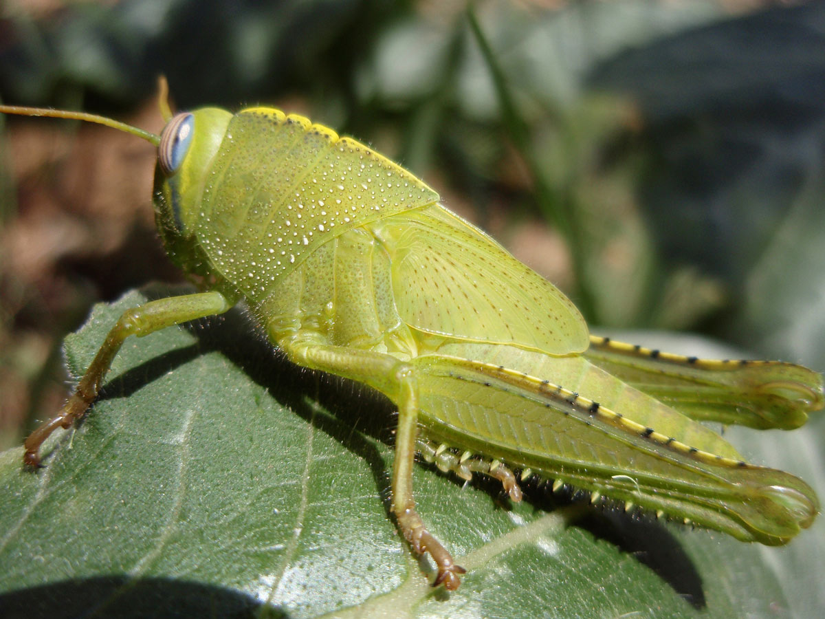 MASSE Yannick - Anacridium aegyptium - réf. 34266 (1200 x 900 pixels, 205 ko)