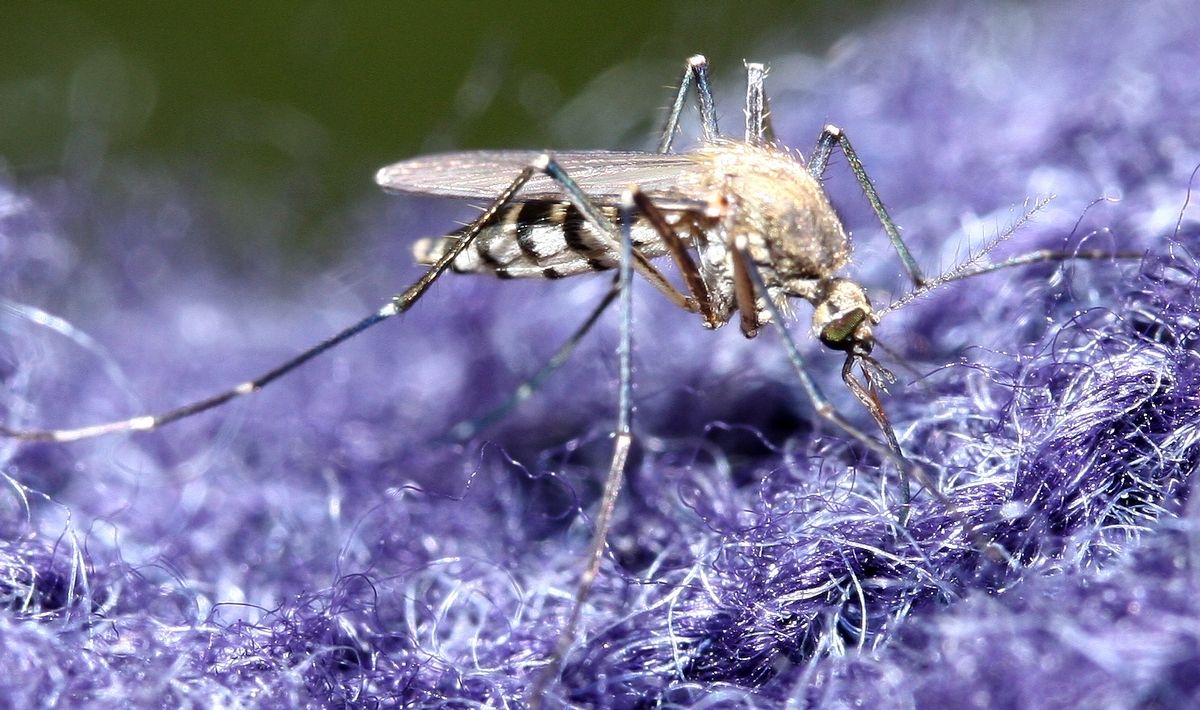 lauriaut - Aedes (Aedimorphus) vexans - réf. 34624 (1200 x 710 pixels, 185 ko)