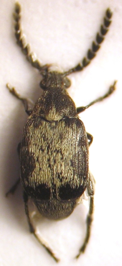 mister T - Bruchidius marginalis - réf. 34293 (428 x 933 pixels, 134 ko)