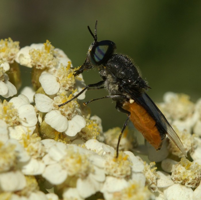 Réf. 34005 — INSECTA > Diptera > Stratiomyidae > Odontomyia flavissima