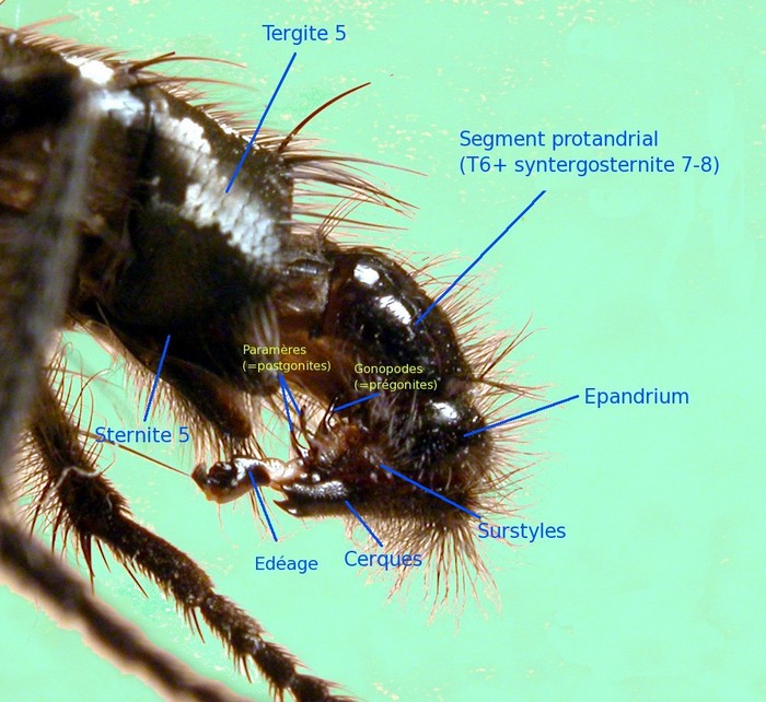 chlorophana - Sarcophaga (Sarcophaga) variegata - réf. 34300 (700 x 642 pixels, 121 ko)