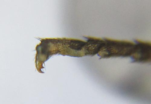 Réf. 340 892 : Pristiphora maesta