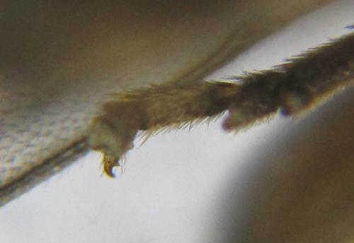 Pristiphora maesta