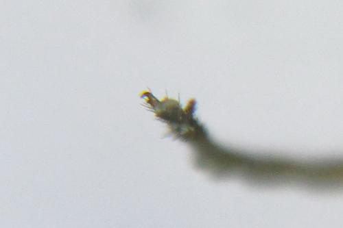 Euura proxima
