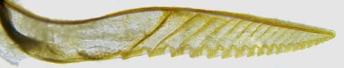 Réf. 340 893 : Pristiphora maesta