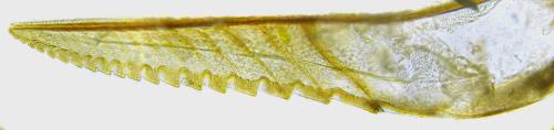 Pristiphora maesta