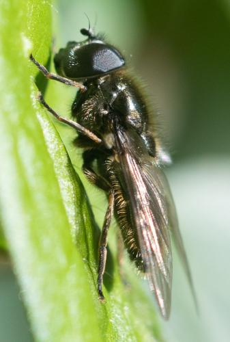 Réf. 340 332 : Cheilosia sp.