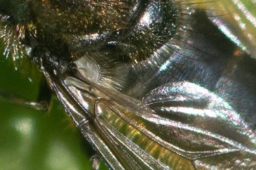 Cheilosia sp.