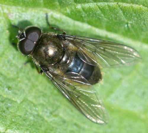 Réf. 340 098 : Cheilosia sp.