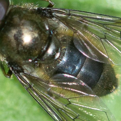 Cheilosia sp.