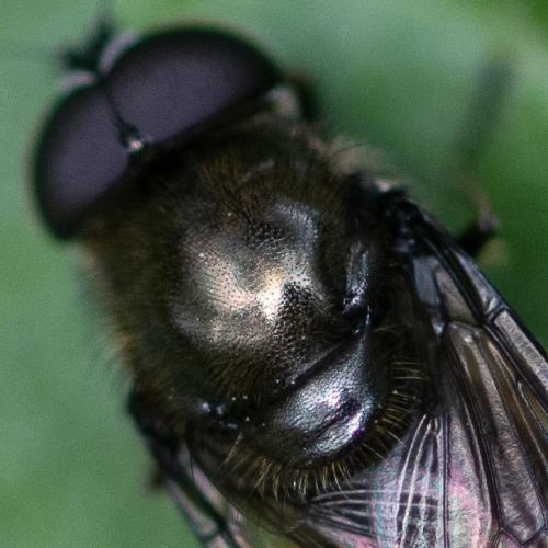 Cheilosia sp.