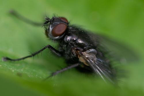 Macquartia dispar
