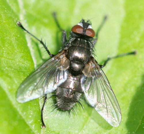 Macquartia dispar