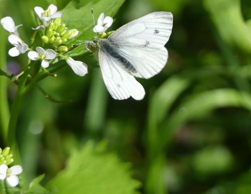 Réf. 340 590 : Pieris napi