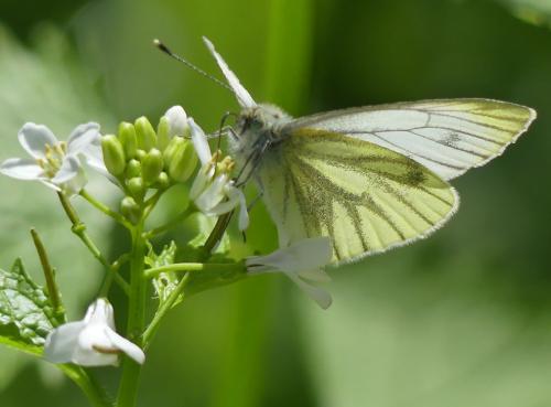 Réf. 340 589 : Pieris napi