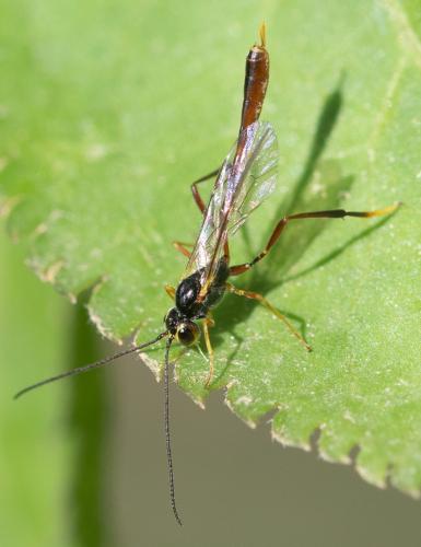 Agrypon flaveolatum