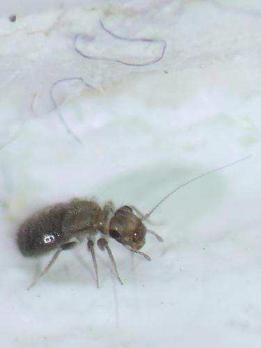 Lepinotus sp.