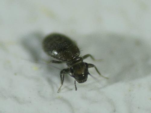 Lepinotus sp.