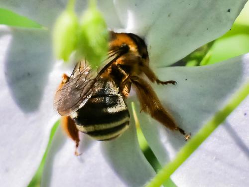 Eucera collaris