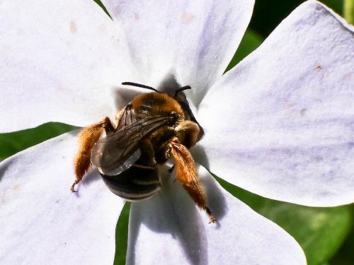 Réf. 340 369 : Eucera collaris
