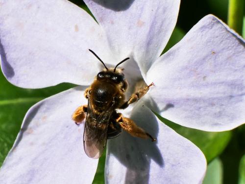 Réf. 340 370 : Eucera collaris
