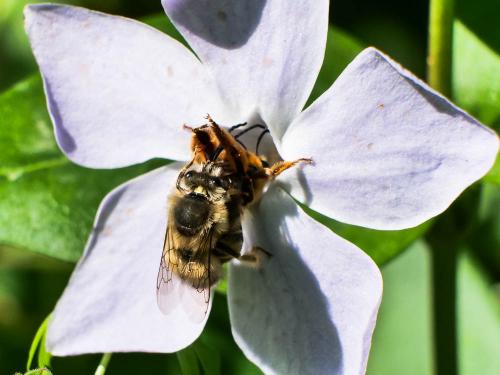 Eucera collaris