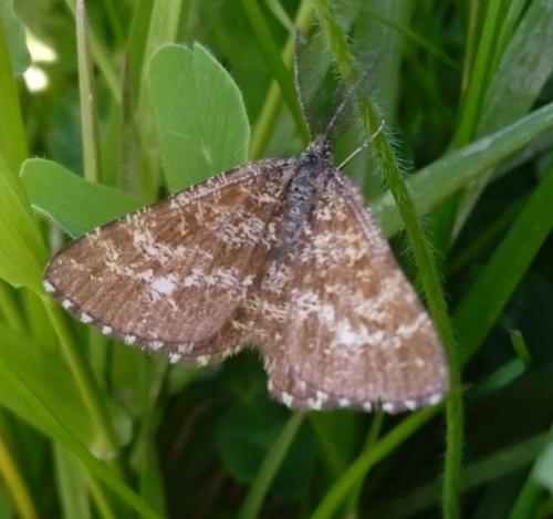 Réf. 340 156 : Ematurga atomaria