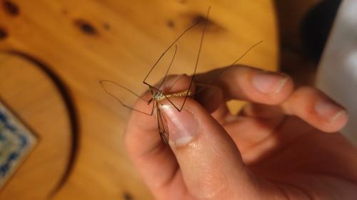 Tipula vernalis
