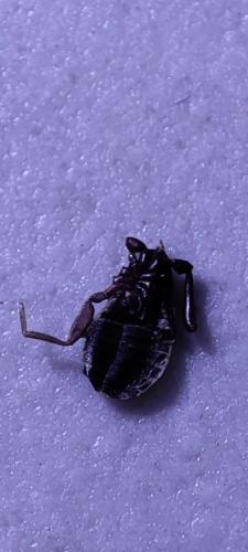 Chelifer cancroides